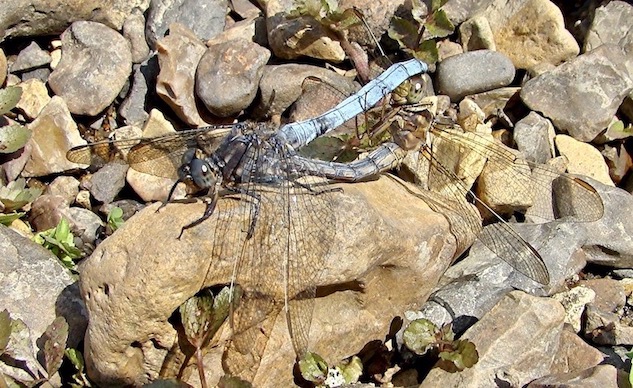 keeled skimmer